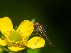 Melanostoma mellinum