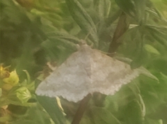 Digrammia ocellinata