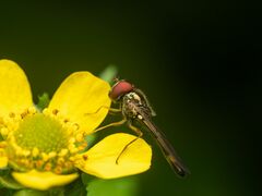 Melanostoma mellinum