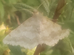 Digrammia ocellinata