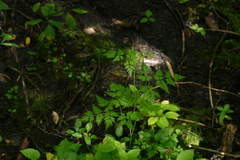 Conioselinum chinense