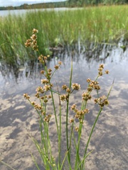 Juncus canadensis