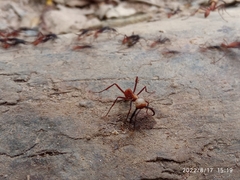 Formicidae