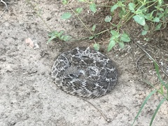 Crotalus atrox