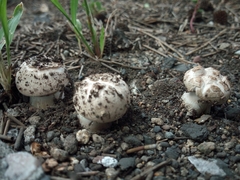 Agaricus bisporus