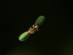 Asteia multipunctata