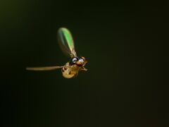 Asteia multipunctata