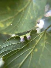 Pachypsylla celtidismamma