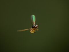 Asteia multipunctata