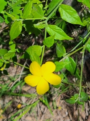 Haplophyton cimicidum
