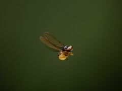 Asteia multipunctata