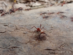 Formicidae