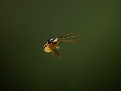 Asteia multipunctata