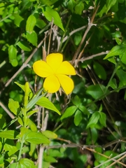 Haplophyton cimicidum
