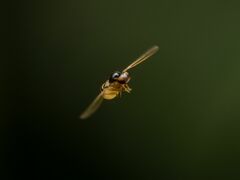 Asteia multipunctata