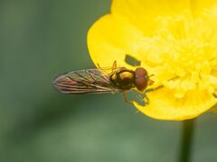 Melanostoma mellinum