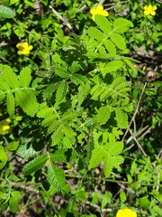 Haplophyton cimicidum