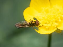 Melanostoma mellinum