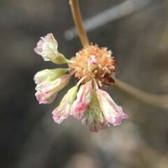 Eriogonum nudum auriculatum