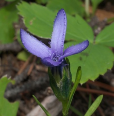 Gentianopsis barbellata