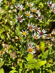 Eurybia radulina