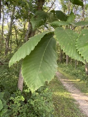 Ulmus