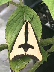 Haploa clymene
