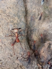 Formicidae