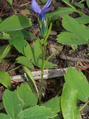 Gentianopsis barbellata