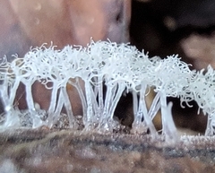 Ceratiomyxa