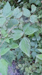Rubus spectabilis