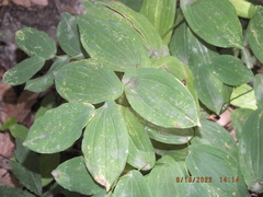 Uvularia grandiflora