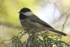 Poecile sclateri