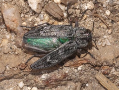 Buprestidae