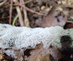 Ceratiomyxa