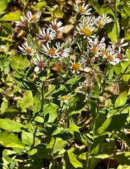 Eurybia radulina