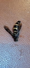 Dielis plumipes