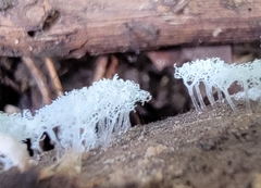 Ceratiomyxa