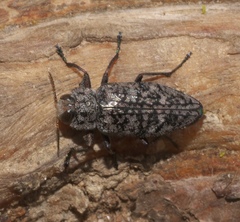 Chrysobothris