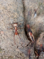 Formicidae