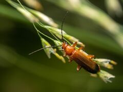 Rhagonycha fulva