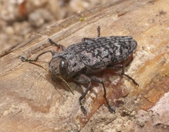 Chrysobothris