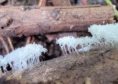 Ceratiomyxa