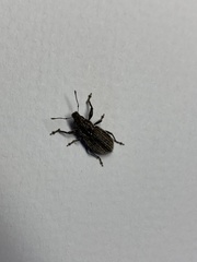 Naupactus leucoloma
