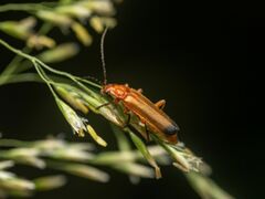 Rhagonycha fulva
