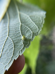 Celticecis spiniformis