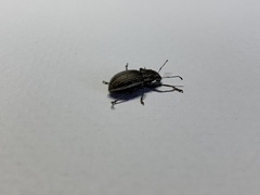 Naupactus leucoloma