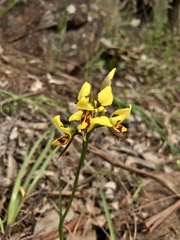 Diuris sulphurea