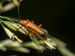 Rhagonycha fulva