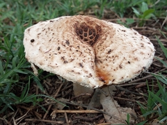 Chlorophyllum brunneum